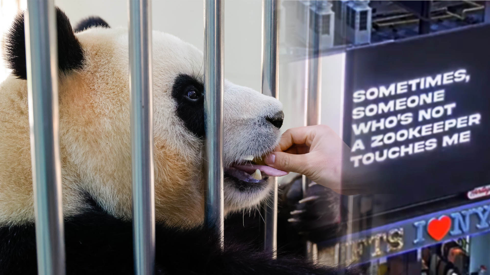 수그러들지 않는 온라인카지노 주소 푸대접 논란…시험대 오른 중국 '<em class='find'판다</em <em class='find'외교</em'