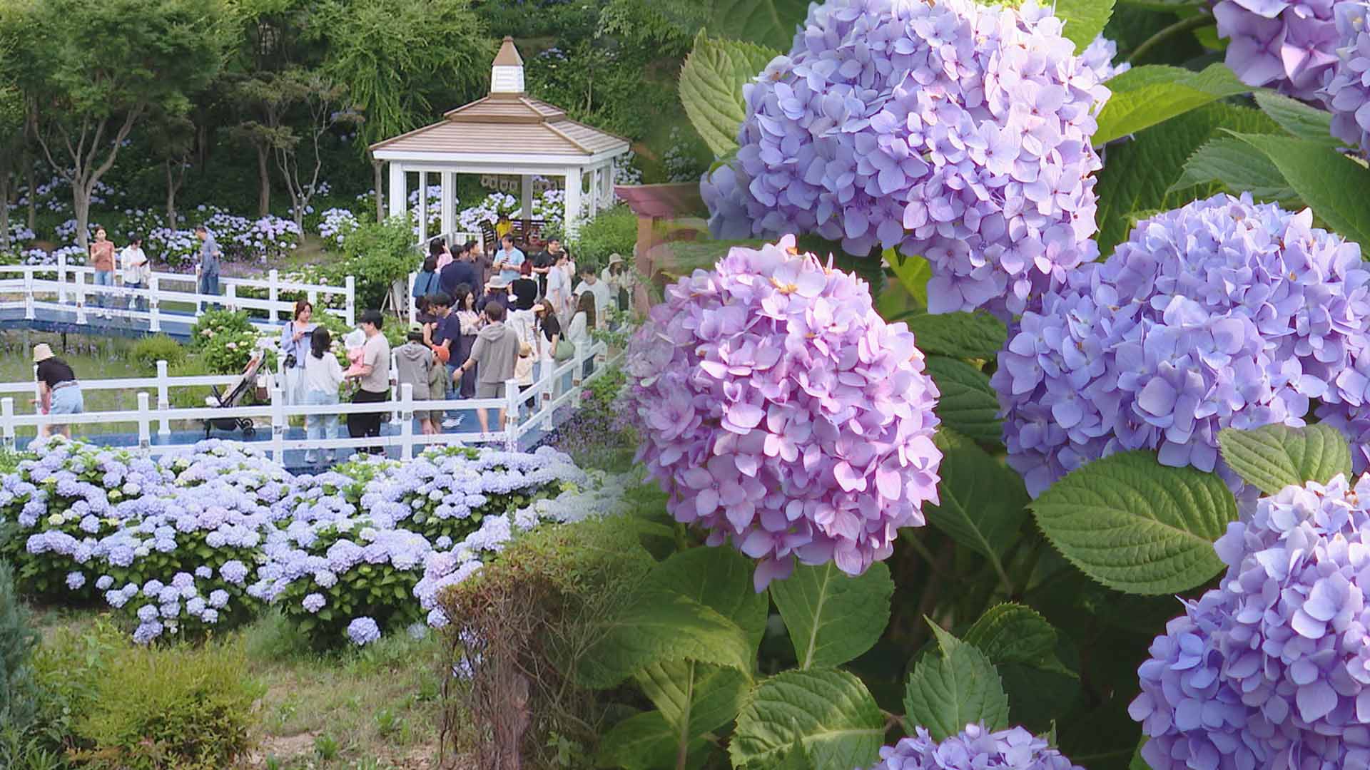 고래마을에서 이젠 수국 마을로…울산 장생포서 꽃온라인카지노 커뮤니티 유니벳