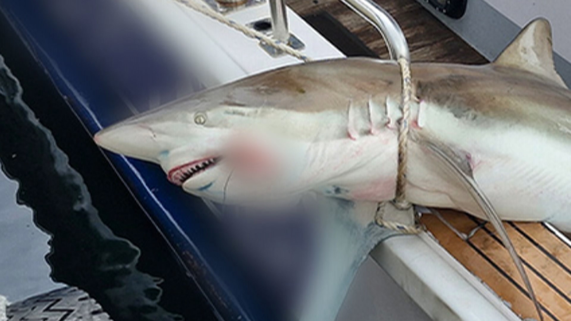 [사건사고] 제주 바다서 무태상어 잇따라 포획·목격…"주의 필요" 外