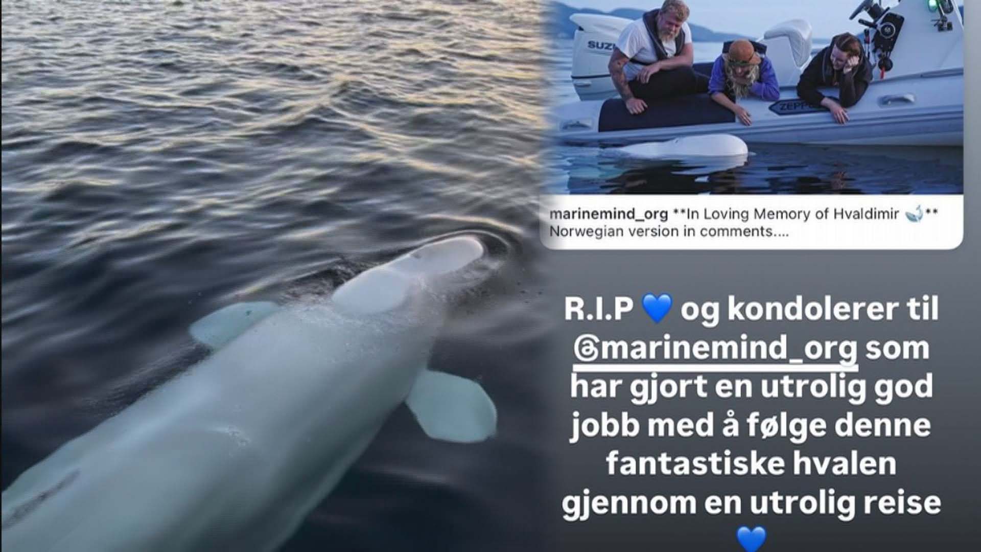 '러시아 스파이' 의심 흰돌고래, 노르웨이서 사체로 발견