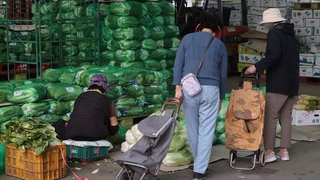 "김장철 다가오는데"…배추 가격 잡기 나섰다