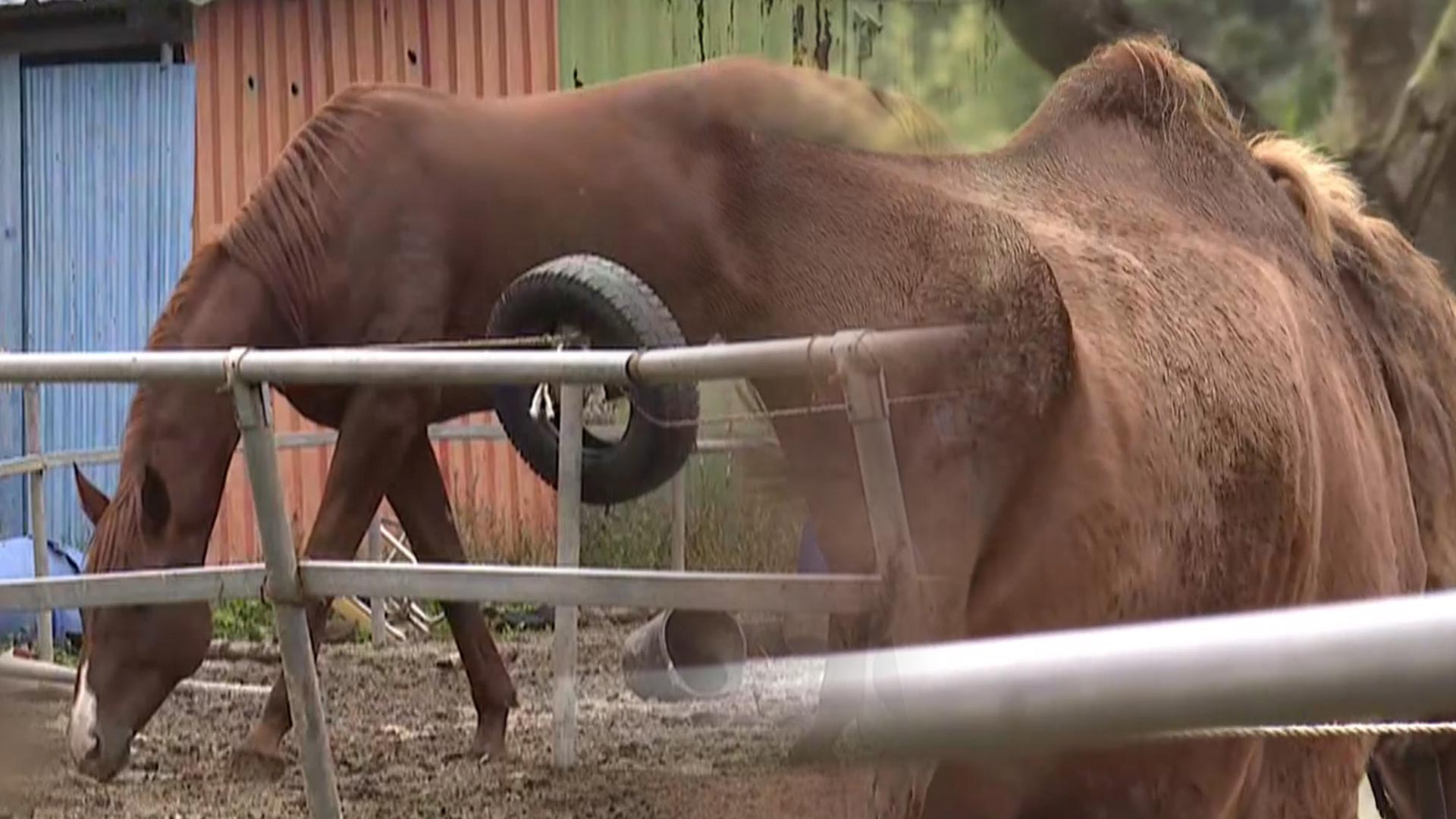 곳곳에 말 사체…공주 말 농장서 동물학대·불법안전한 온라인카지노 정황
