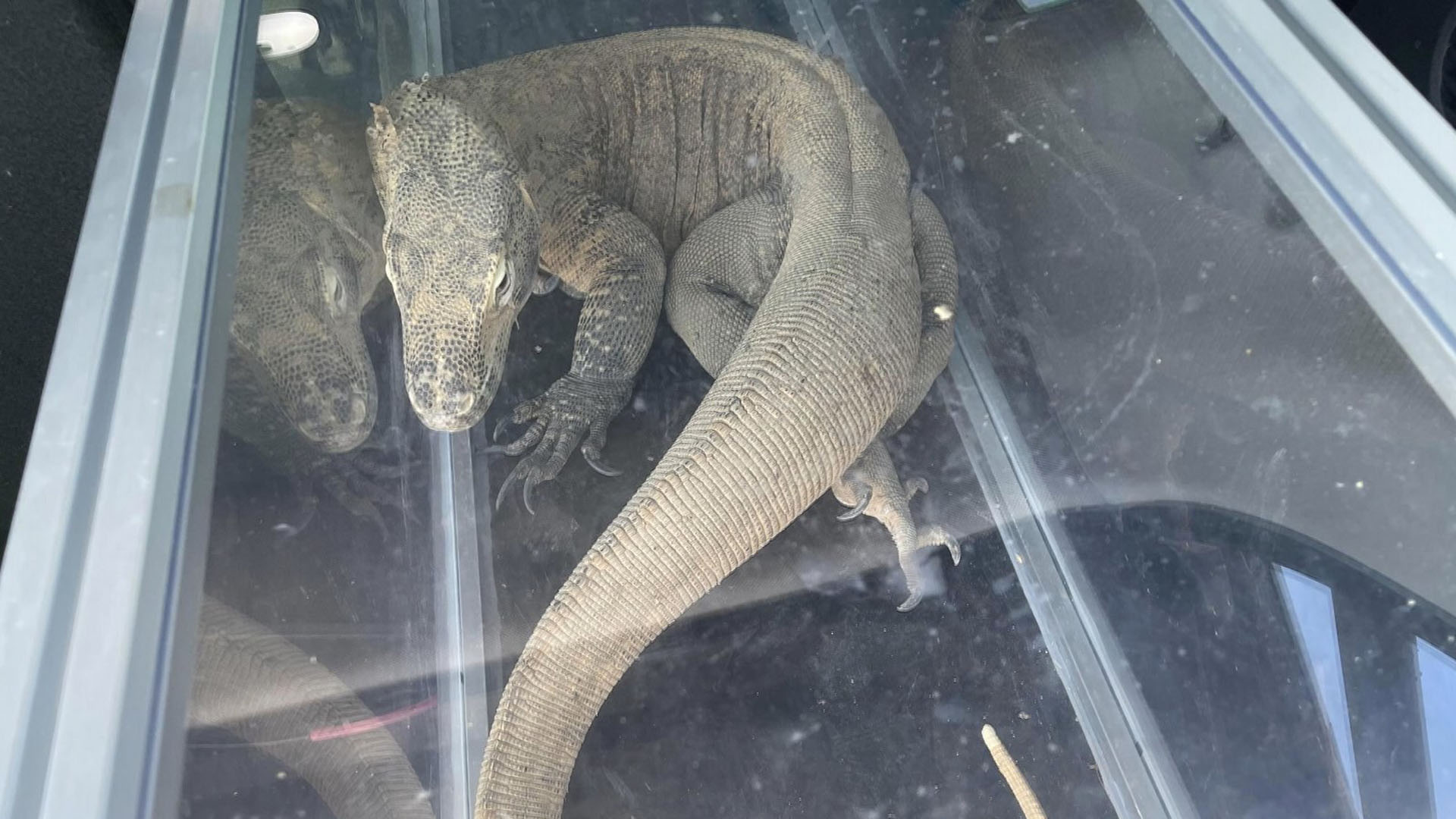 [사건사고] 온라인카지노추천 왜 국내에?…희귀생물 <em class='find'밀수조직</em 검거 外