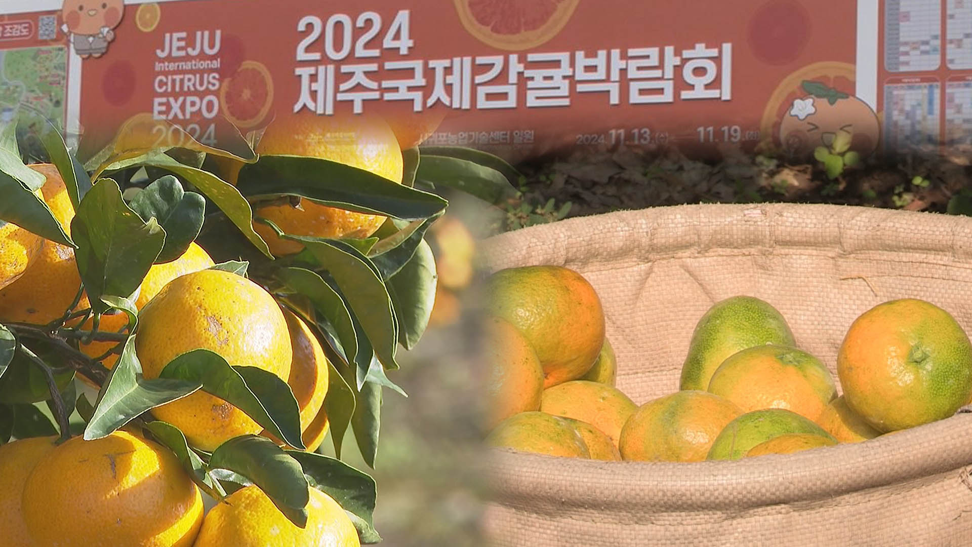 '주황빛'으로 물든 가을…온라인카지노 게임에서 만난 <em class='find'감귤</em