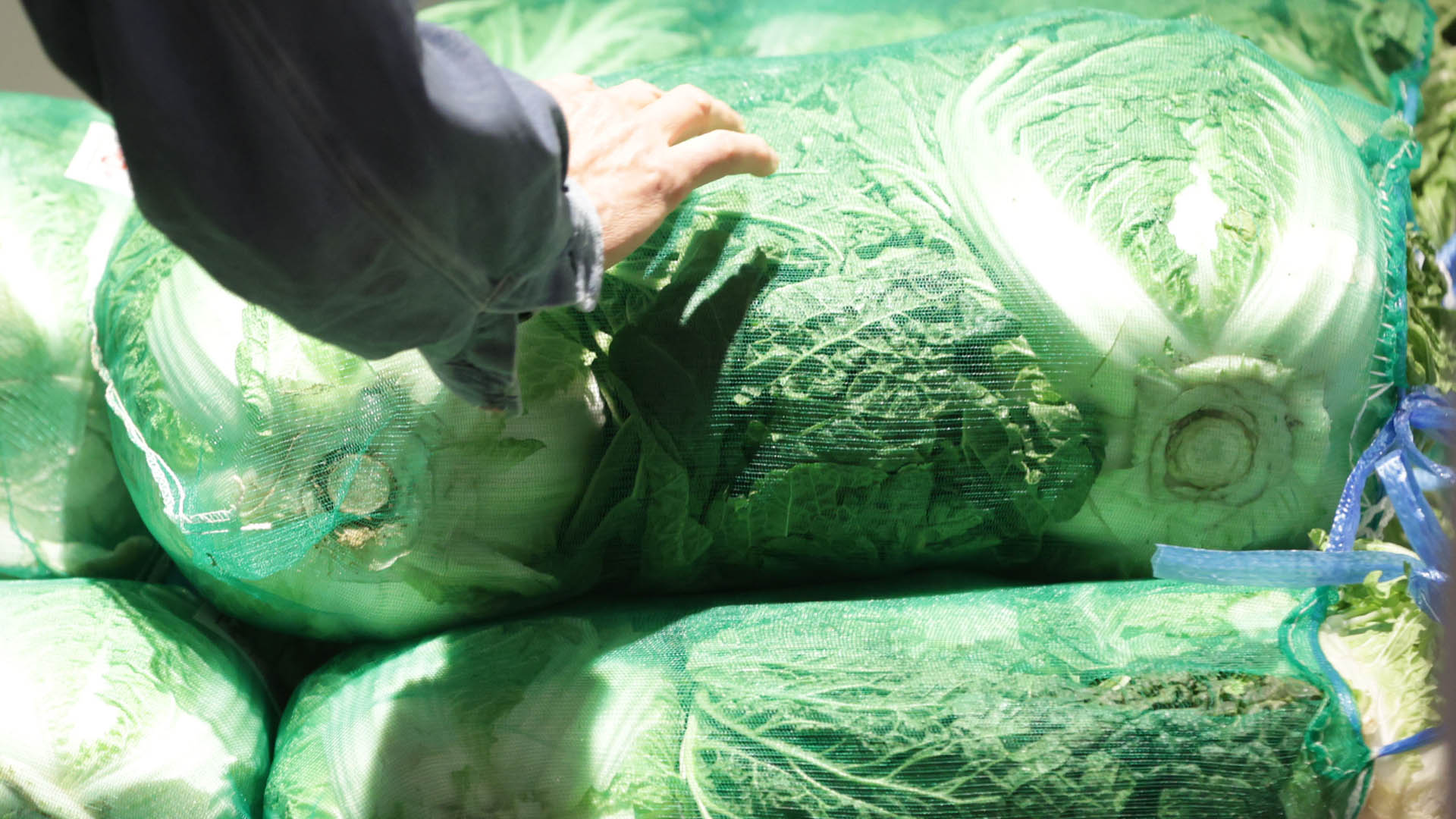 aT "올해 배추 20포기 <em class='find'온라인카지노 경찰 벳무브</em <em class='find'비용</em 평년보다 6.2% 낮아"