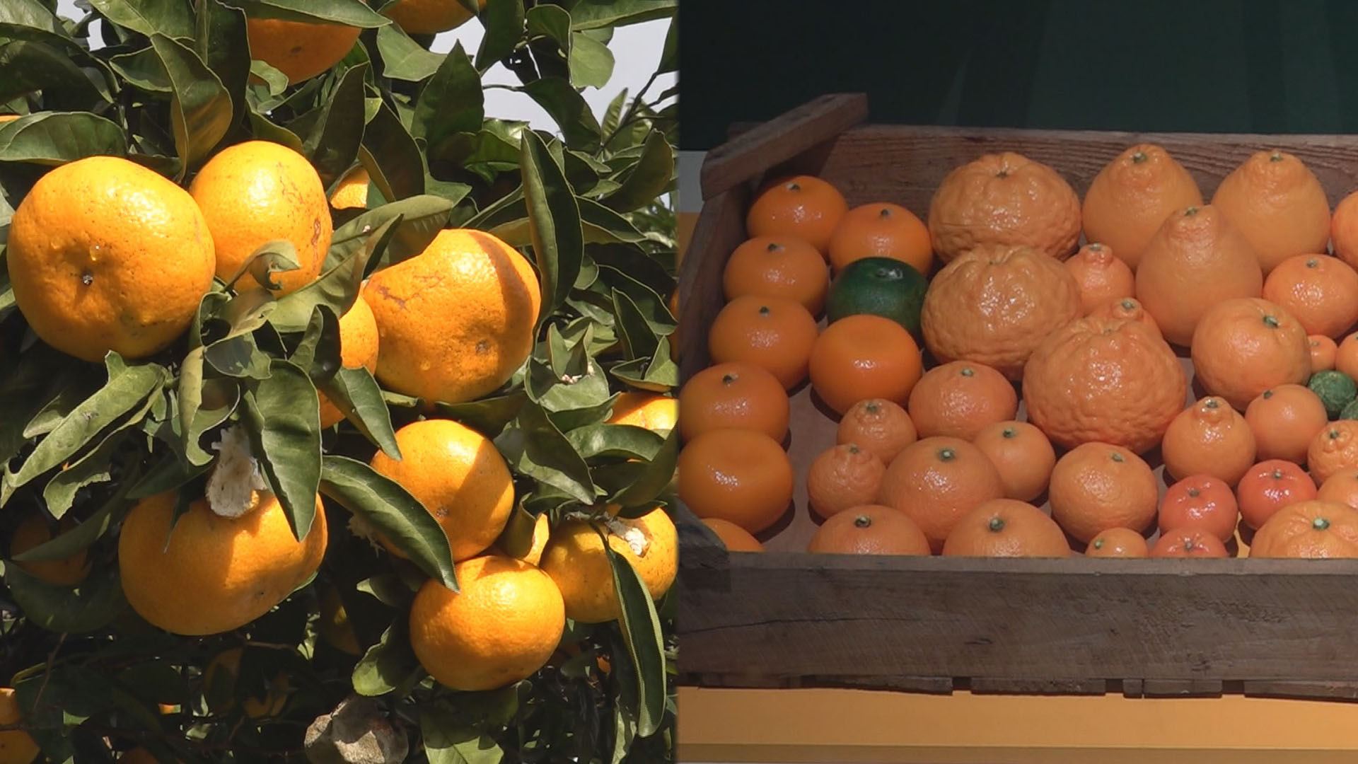 겨울 대표 과일 제주 에볼루션 카지노 사이트…폭염에 수확 줄었어도 맛있어요