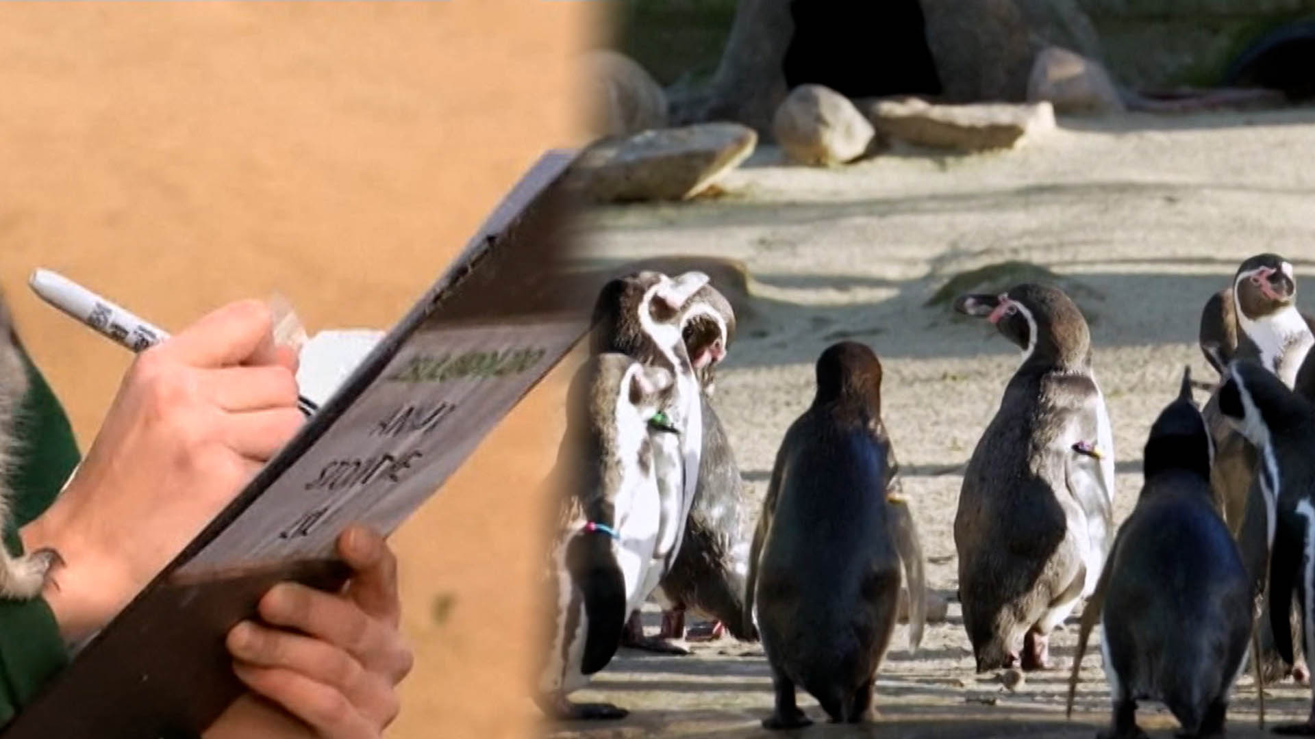 [지구촌톡톡] "그대로 멈춰봐!"…연례 개체수 조사에 분주한 런던동물원