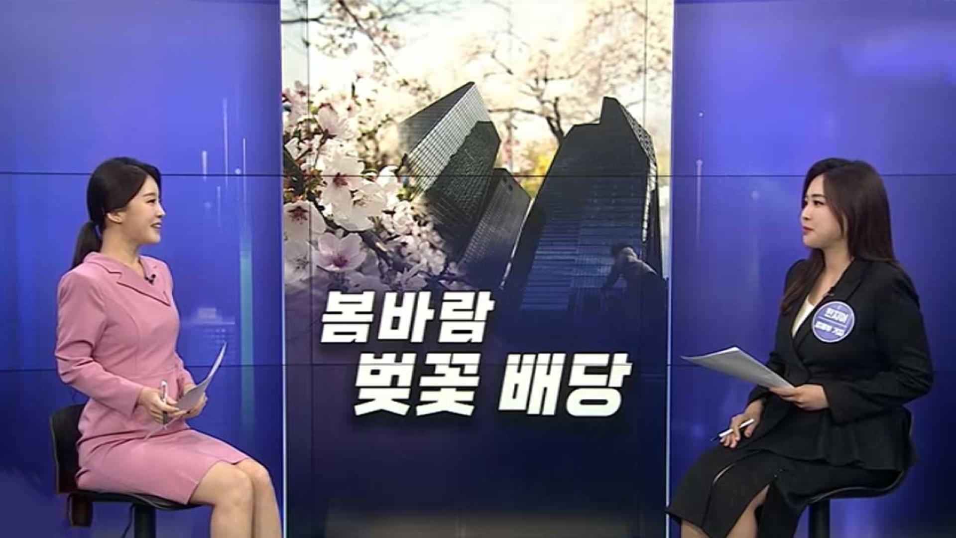 [경제쏙쏙] 봄날, 돈 벌 기회?…'벚꽃배당' 투자 전략은