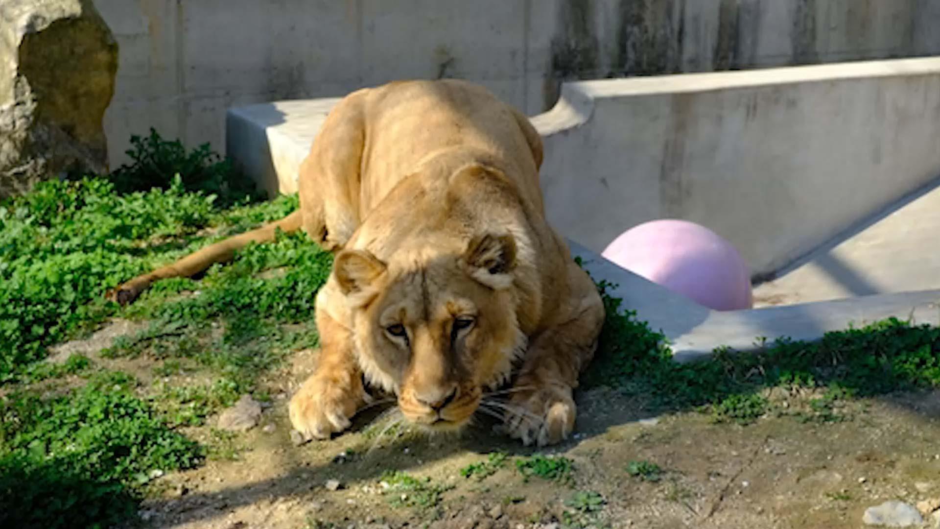'<em class='find'갈비사자</em' 바람이 딸 '구름이' 샌즈카지노시민 만난다