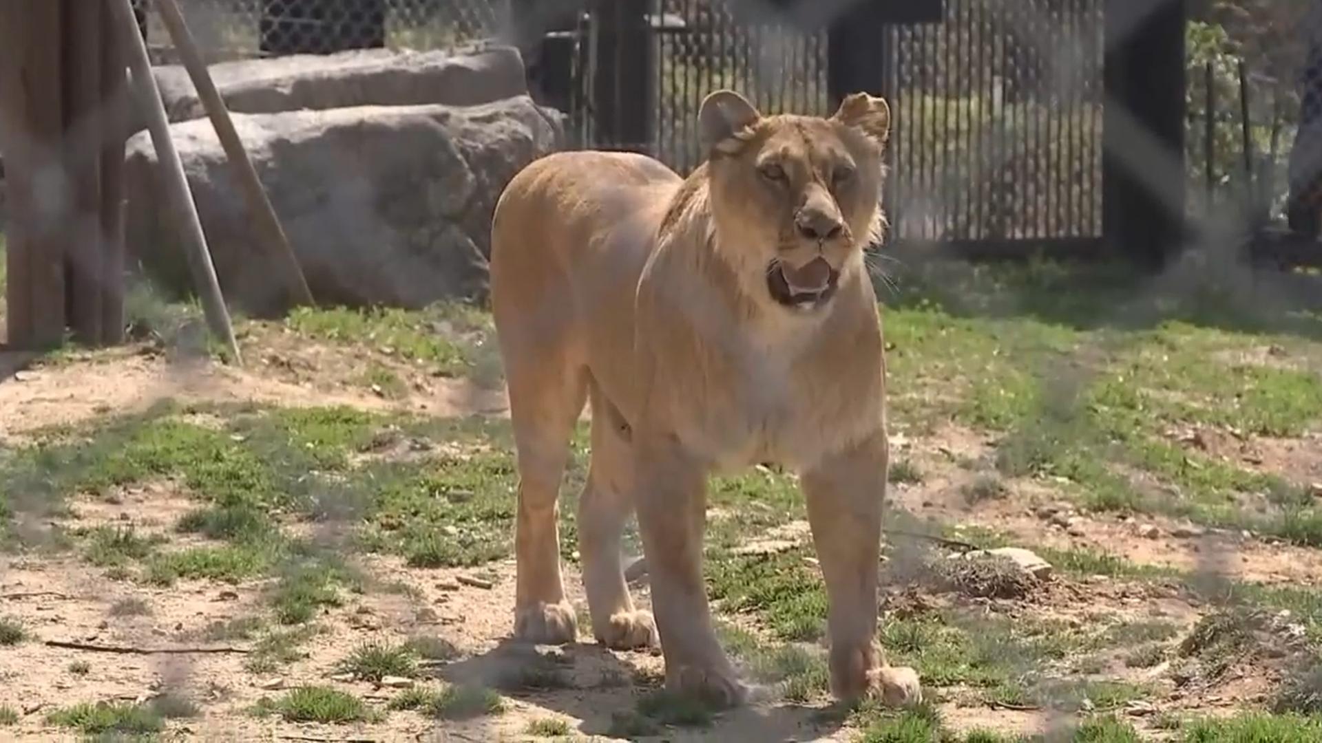 '<em class='find'갈비샌즈카지노</em' 딸 '구름이' 시민공개…"이제 살좀 올랐죠?"