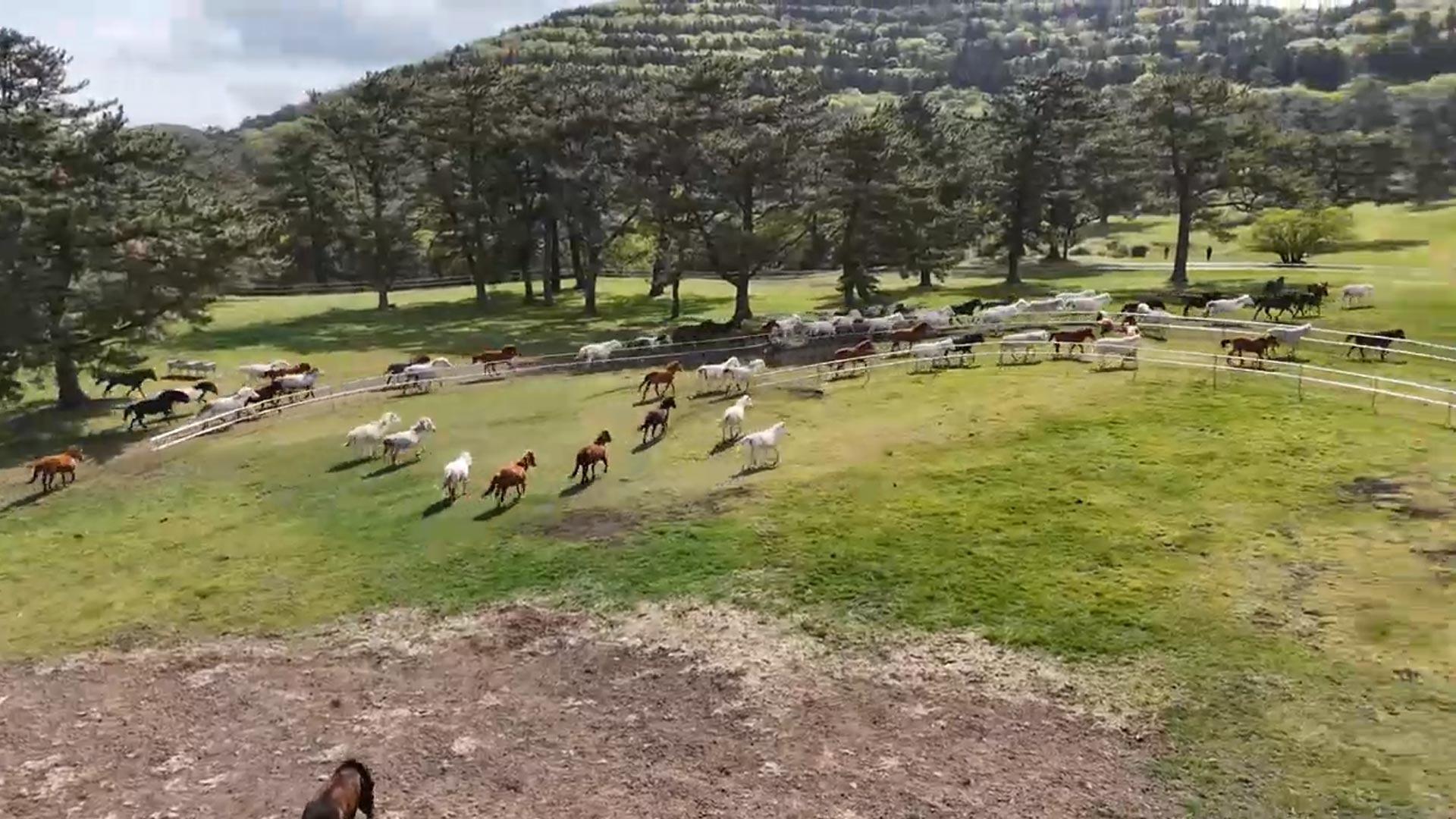 봄 맞은 <em class='find'온라인카지노 후기 벳위즈</em 100마리의 초원 질주...'입목축제' 개막