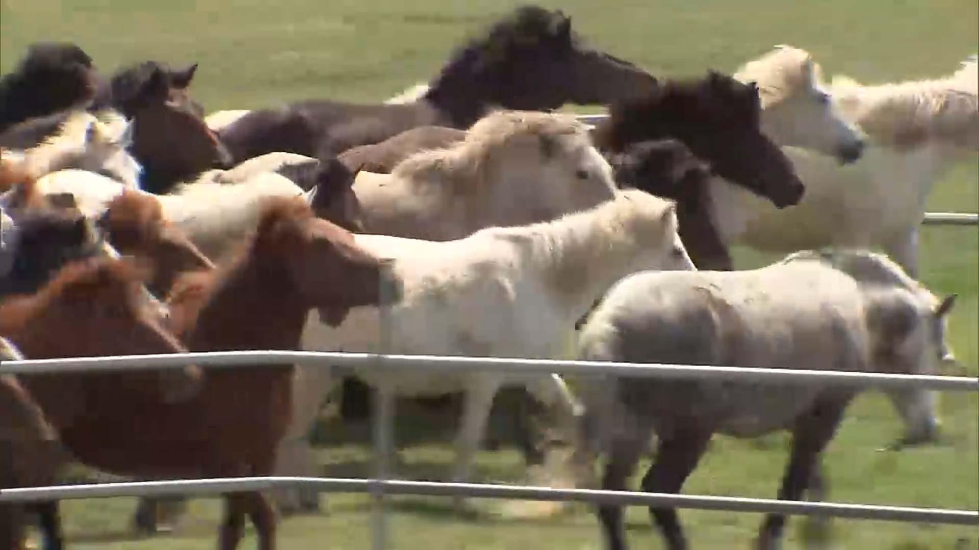 봄 초원을 가르다…<em class='find'온라인카지노 후기 벳위즈</em 108마리, 방목지 돌아와 질주 퍼포먼스