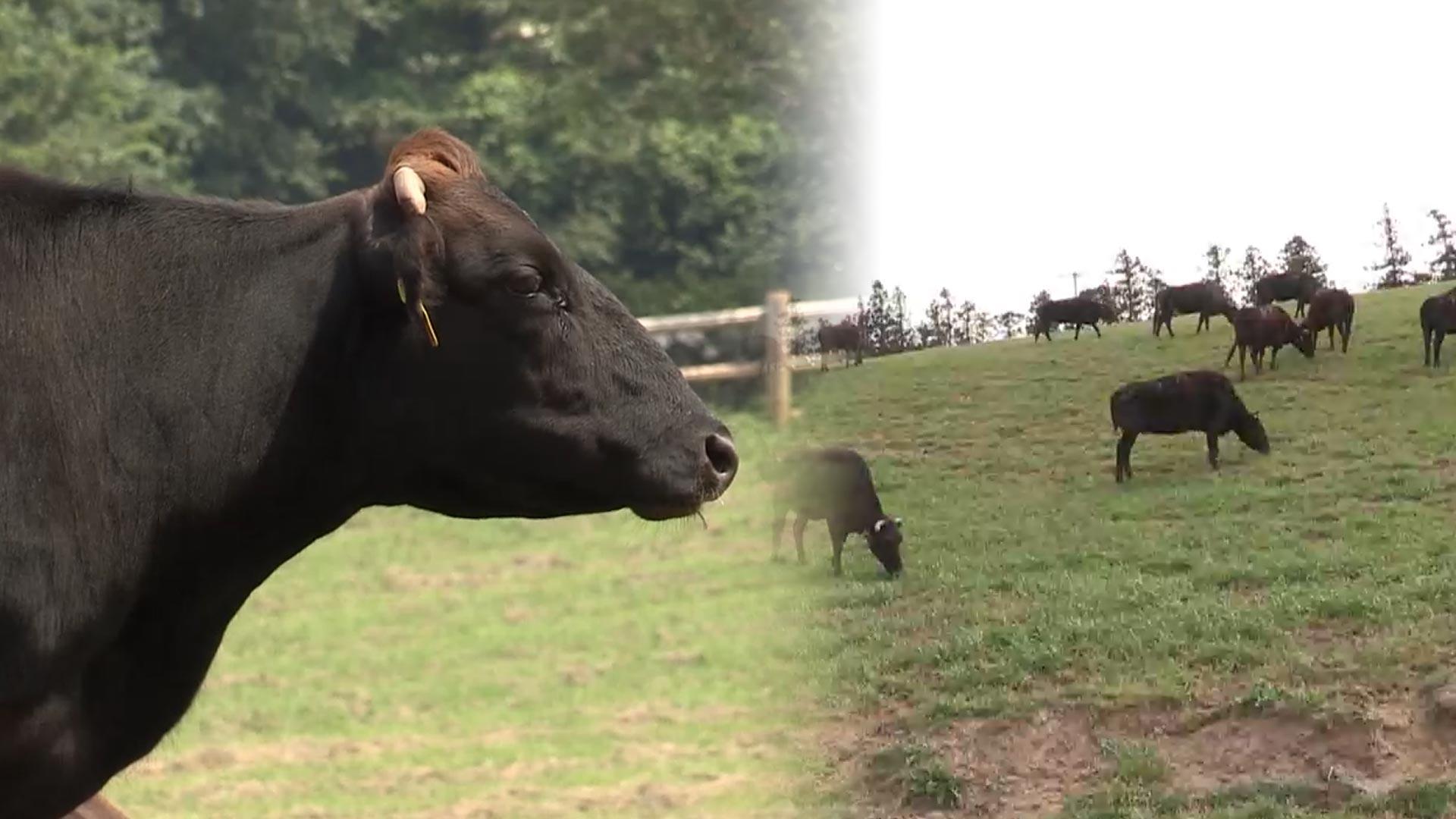 제주흑우 일반 공개…<em class='find'온라인카지노 후기 벳위즈</em 방목지에 시범 방목