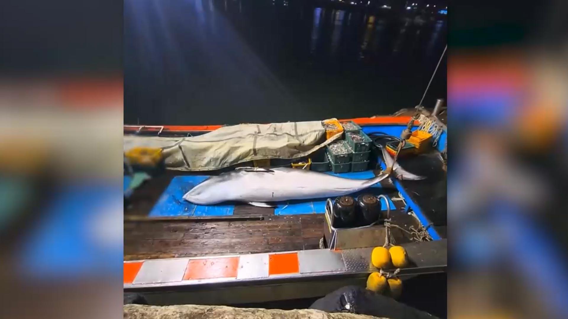 전북 군산서 그물에 걸린 밍크온라인카지노 소울카지노…3,600만 원 낙찰