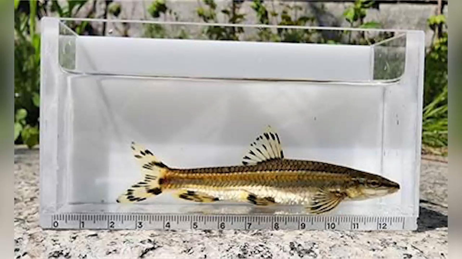 온라인카지노 후기 유니벳 복원 20년…맑은 물 지표 '쉬리' 확인