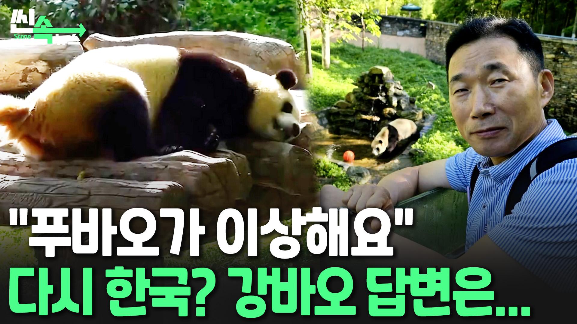 [씬속뉴스] "푸바오, 괜찮은 거 맞니?"…'건강이상설'에 입 연 강바오