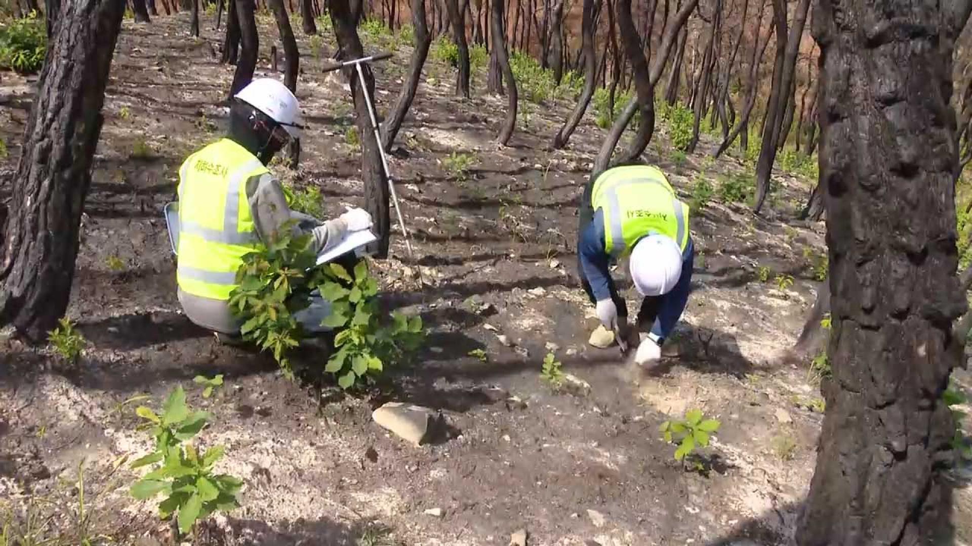 장마 시작…경북 산불지역 산사태 위험 '최대 200배'