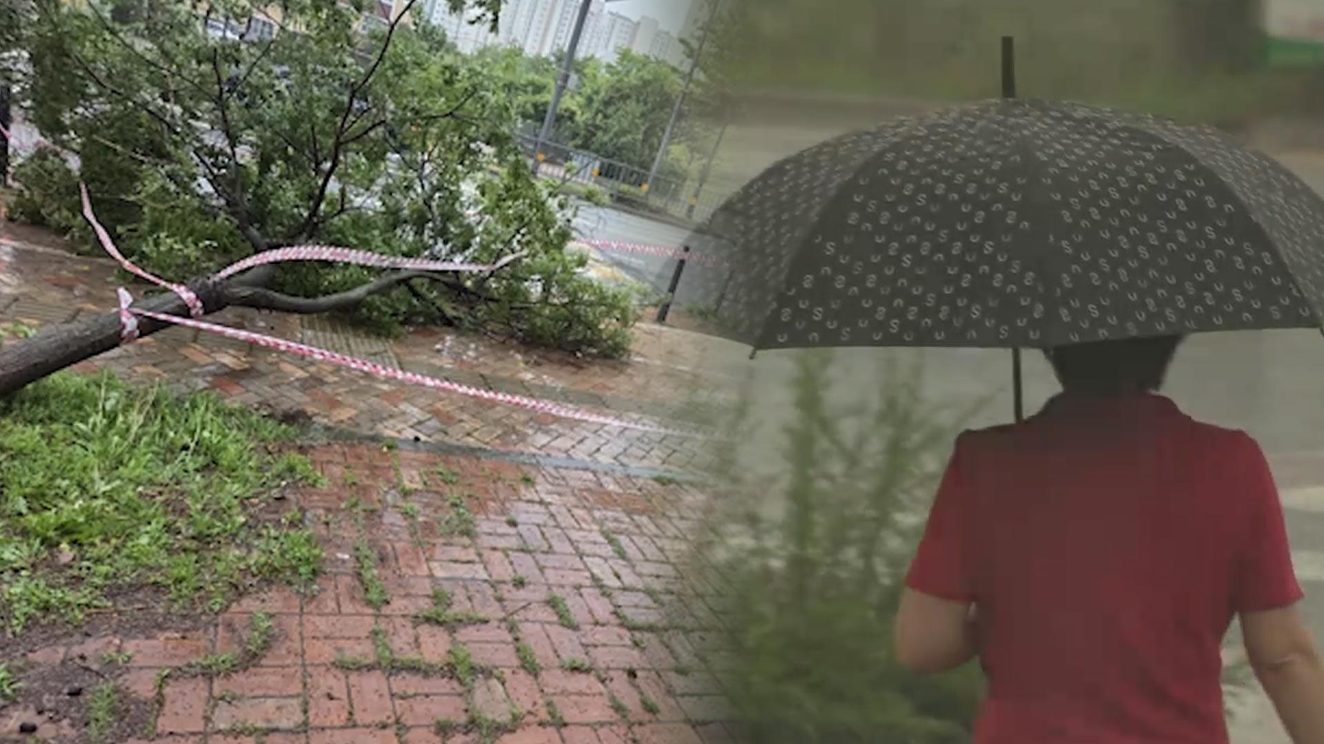 밤사이 충청권 큰 비…곳곳서 피해신고 잇따라