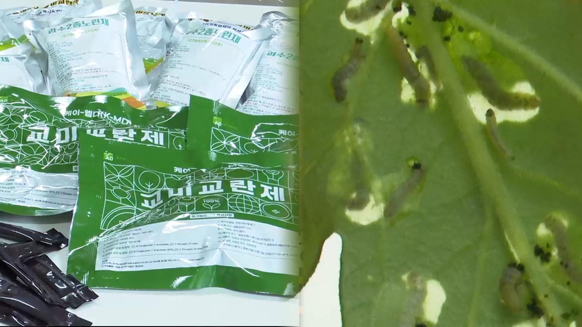 나방류 해충 유혹하는 교미교란제…해충 번식 막는다