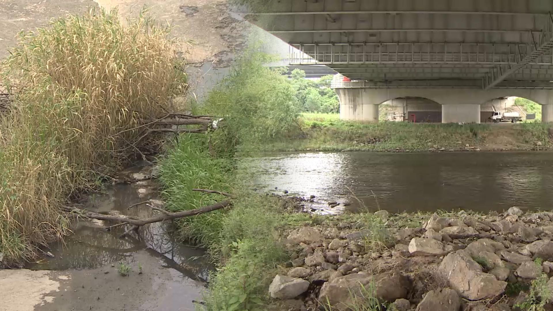 하천 범람 키우는 고사목…"장마철 수목 정비 시급"