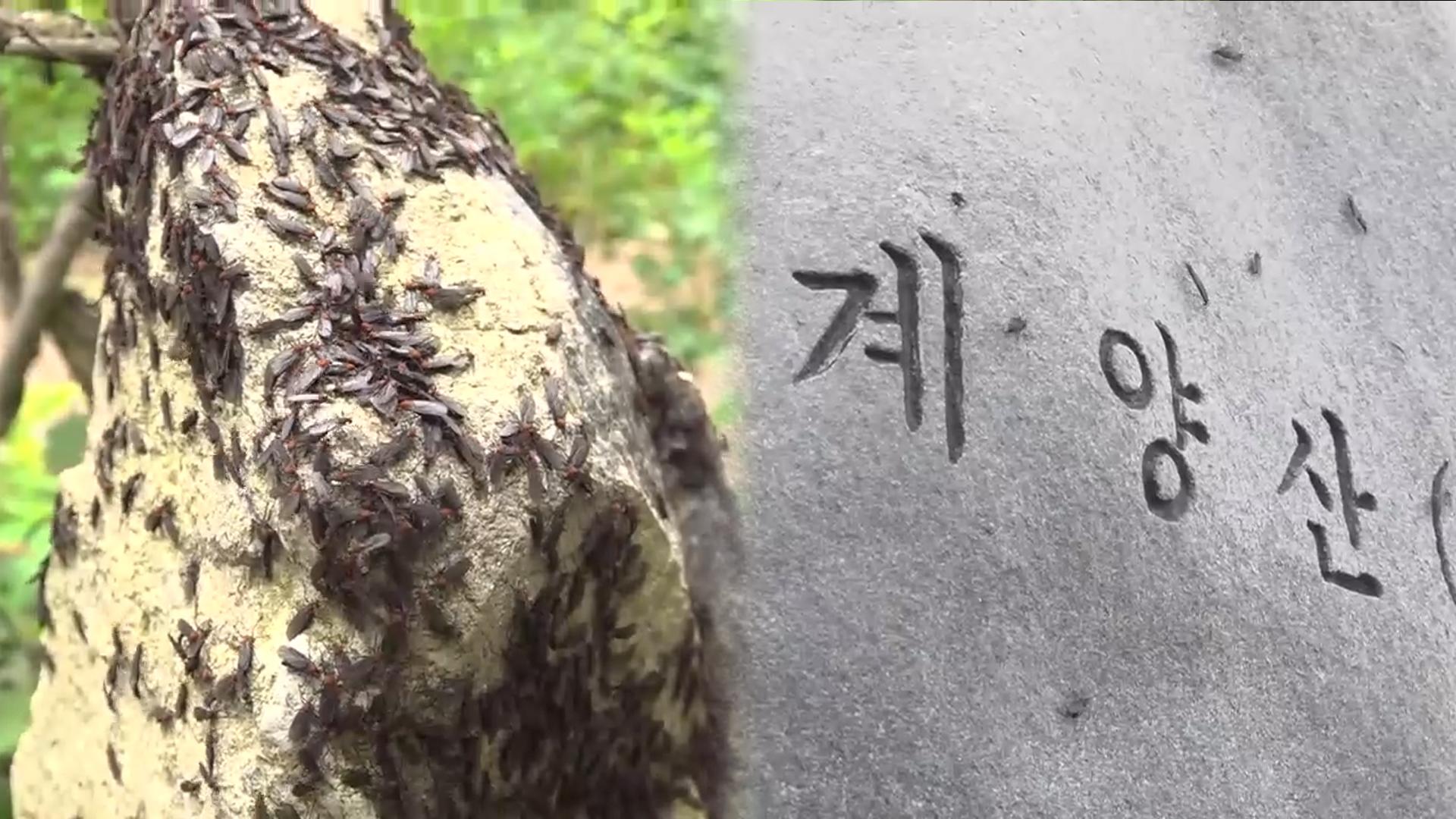 "<em class='find'>눈</em> 뜨기 힘들 정도"…'러브버그 점령' 계양산 상황은