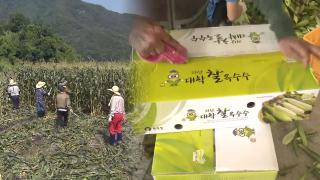 "폭염에 마를세라"…괴산 '대학찰옥수수' 농가 '구슬땀'