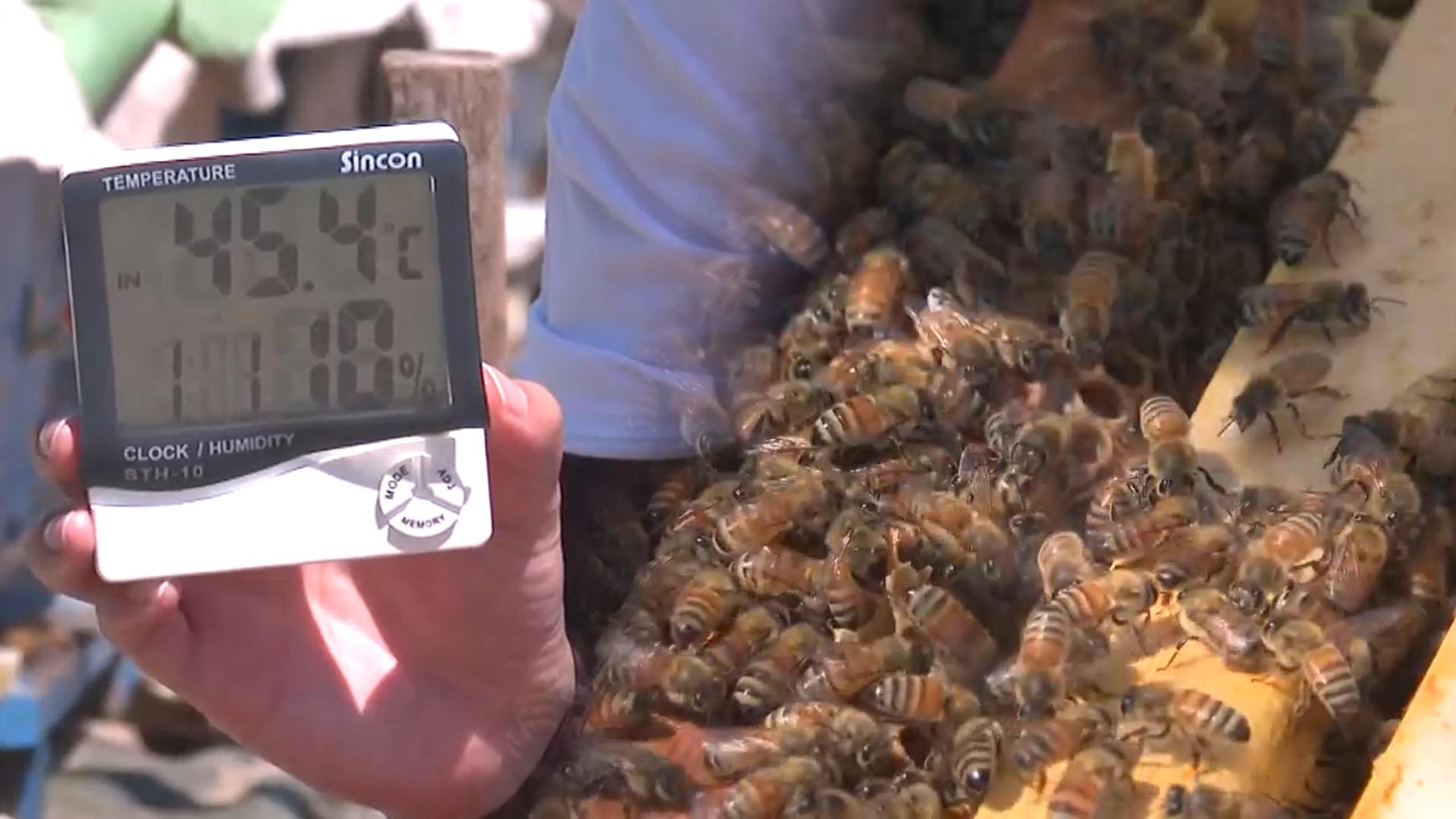 45도 폭염에 집 나가는 꿀벌들…양봉농가도 비상