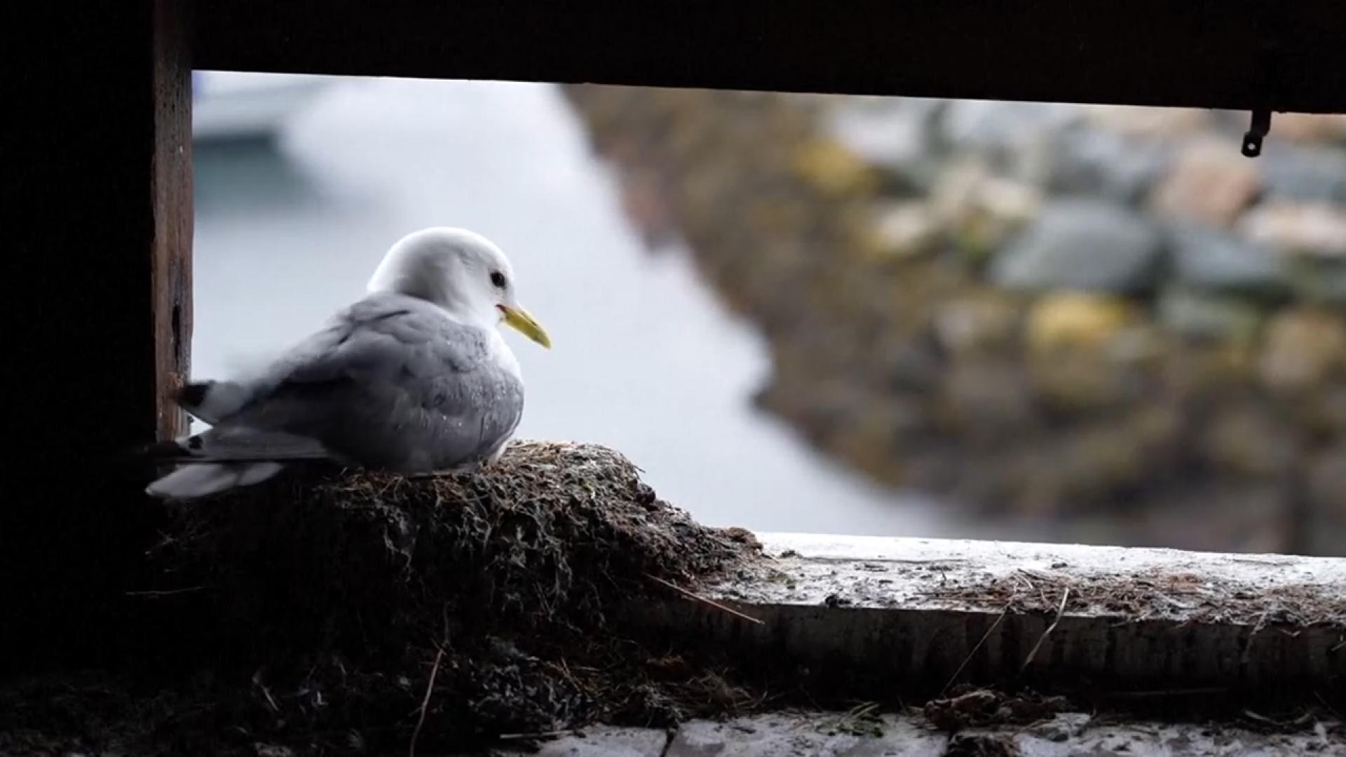[지구촌 화제] 바닷새들을 보호하라…노르웨이 갈매기 호텔