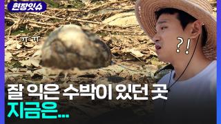[현장잇슈] 폭우가 쓸어간 집·일터, 폭염에 눈물도 말랐다…썩은 수박, 절망에 빠진 농민