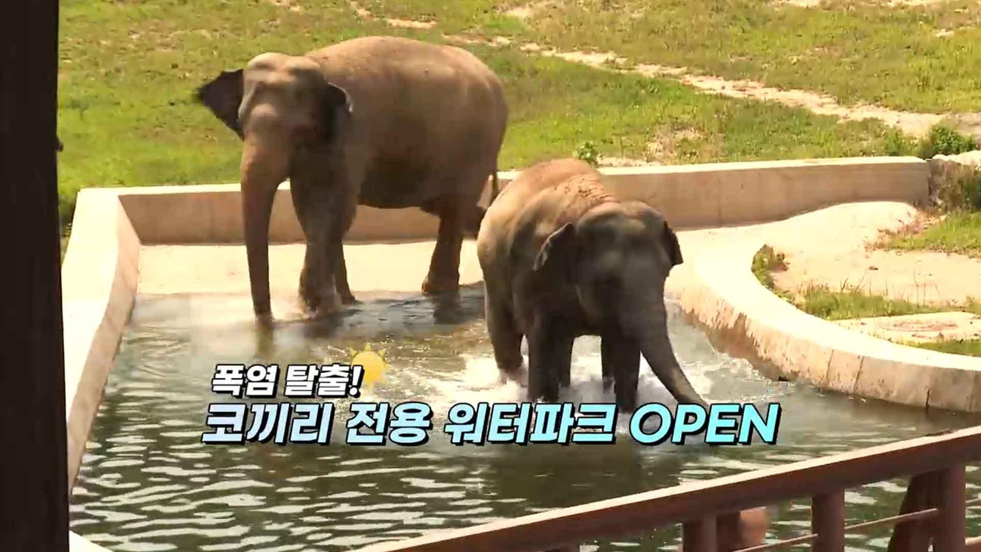 [영상구성] 동물원 무더위와 한판승부!