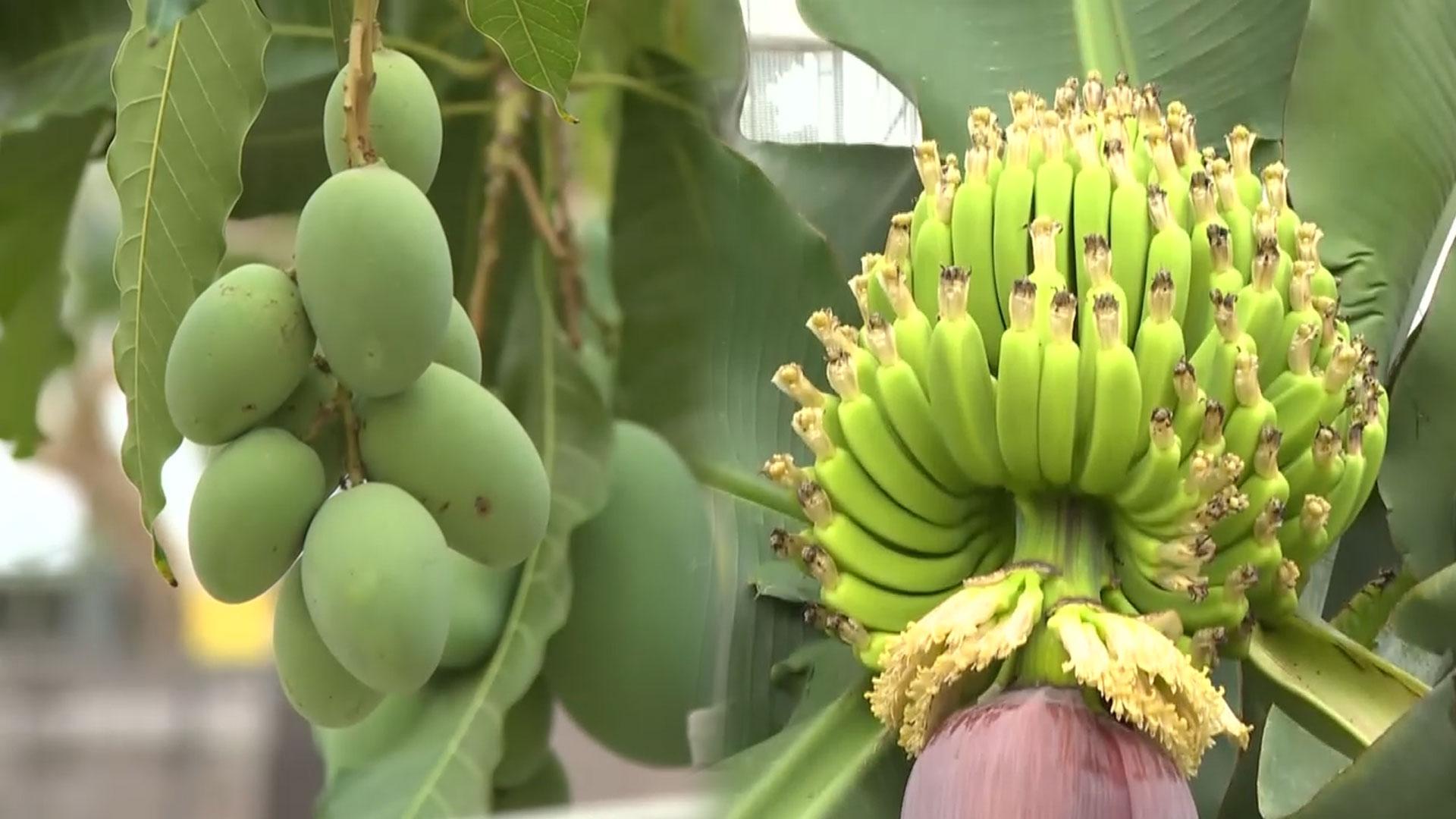 ‘제주산 바나나·망고’…농업지도 바뀐다