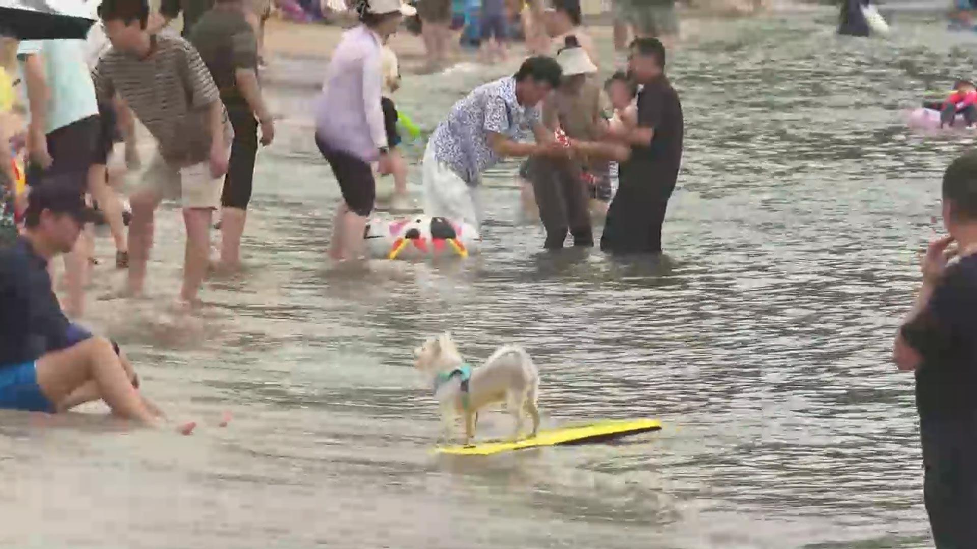 휴일도 폭염 계속…<em class='find'을왕리</em 온라인카지노 라이센스 벳위즈 피서객 북적
