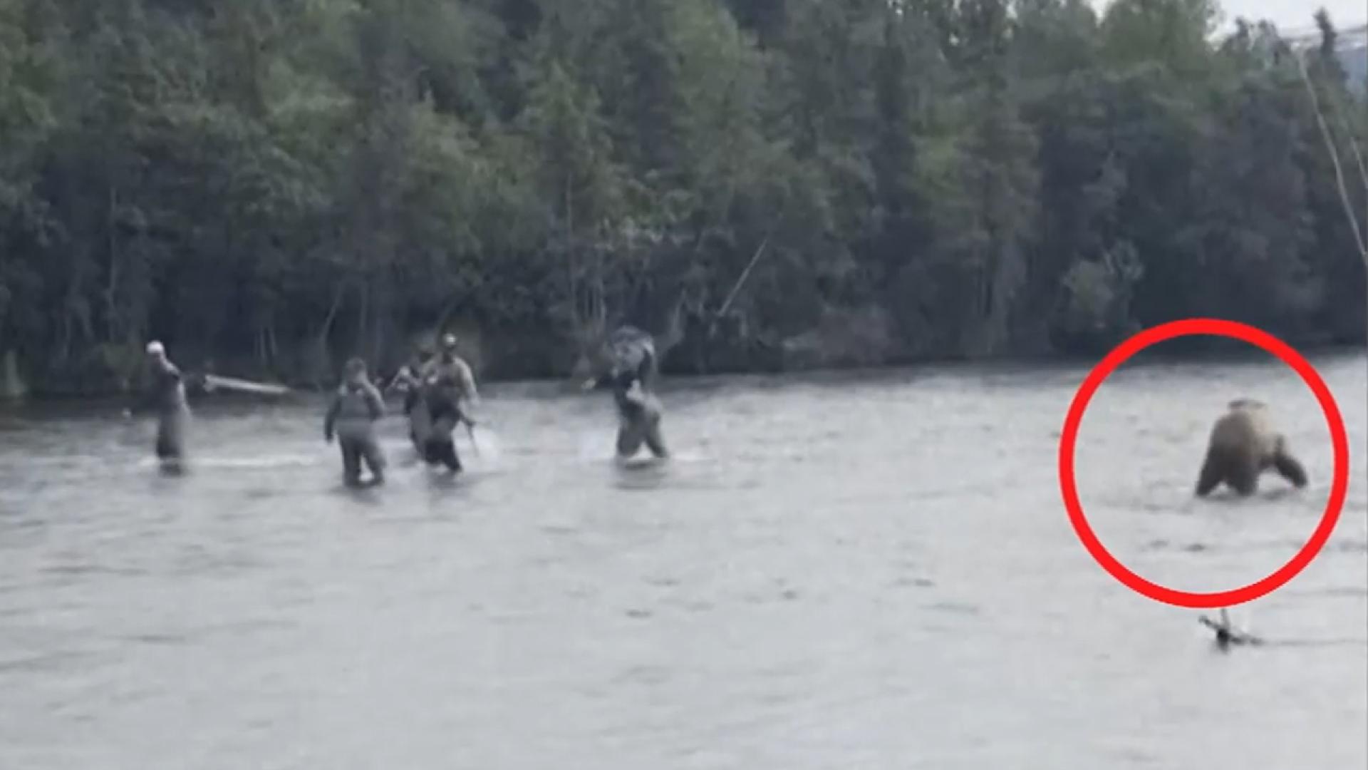 [지구촌톡톡] 낚시하다 큰일날 뻔! 인형 탈에 돌진한 야생곰 外