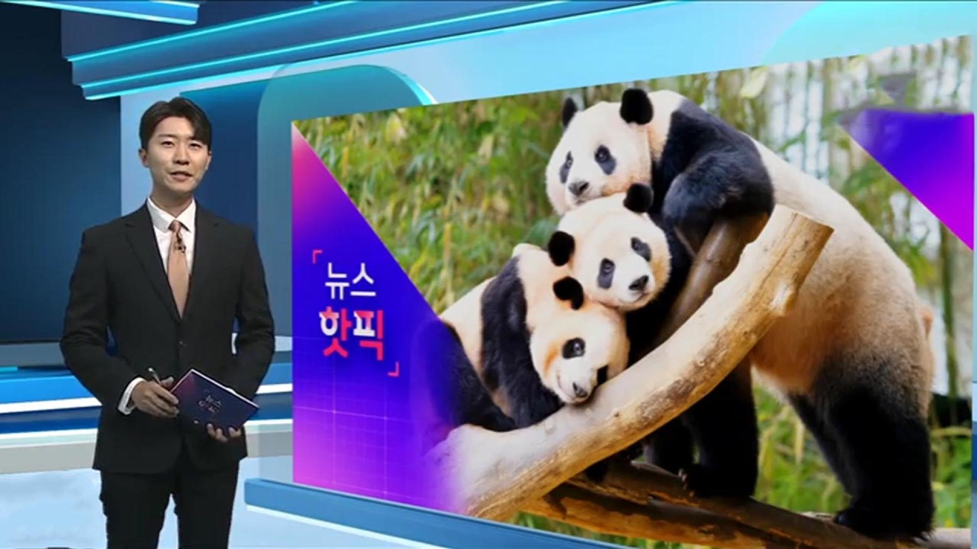 [온라인카지노 라이센스 벳엔드핫픽] <em class='find'푸온라인카지노 라이센스 벳엔드</em 동생 쌍둥이 판다, 엄마 품 떠나 홀로서기 시작