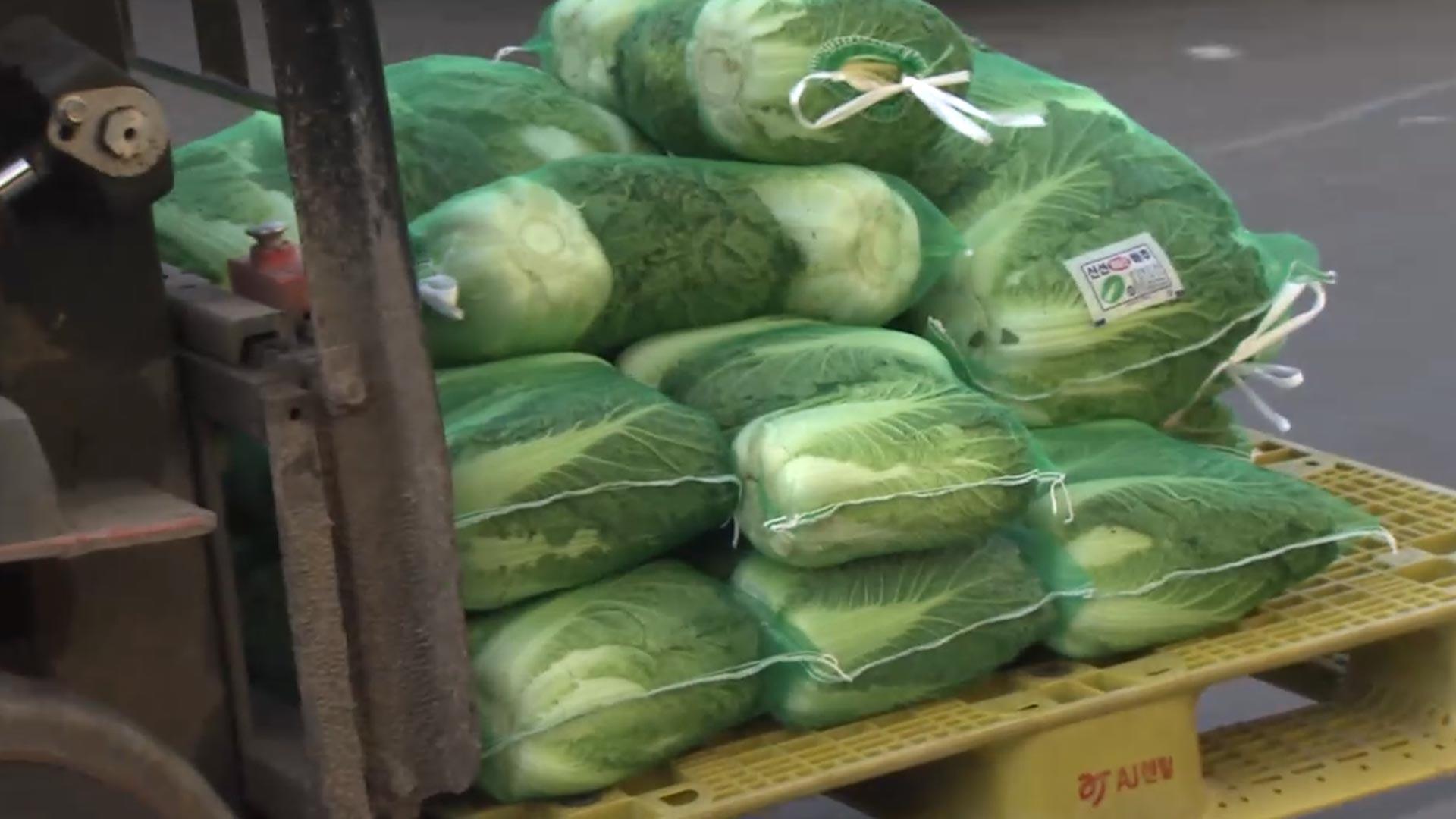 배추 한 포기 7천 원…폭염에 <em class='find'밥상</em <em class='find'온라인카지노 경찰 벳엔드</em '빨간불'