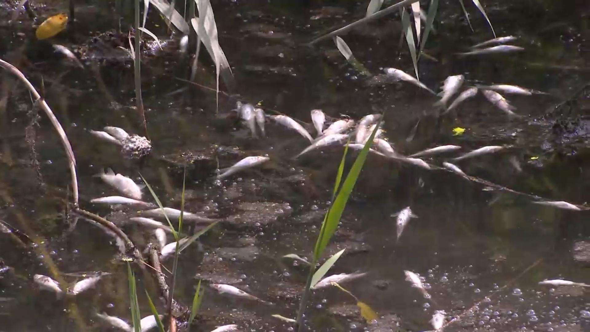 수원천 물고기 <em class='find'집단</em <em class='find'온라인카지노 순위 온카판</em…페인트 유출 원인 추정