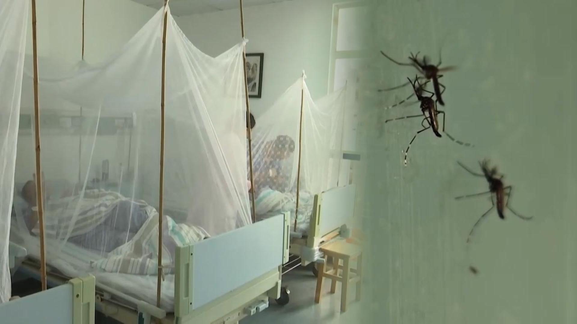 백신도 치료제도 없다…모기 매개 치쿤구니야열병 비상