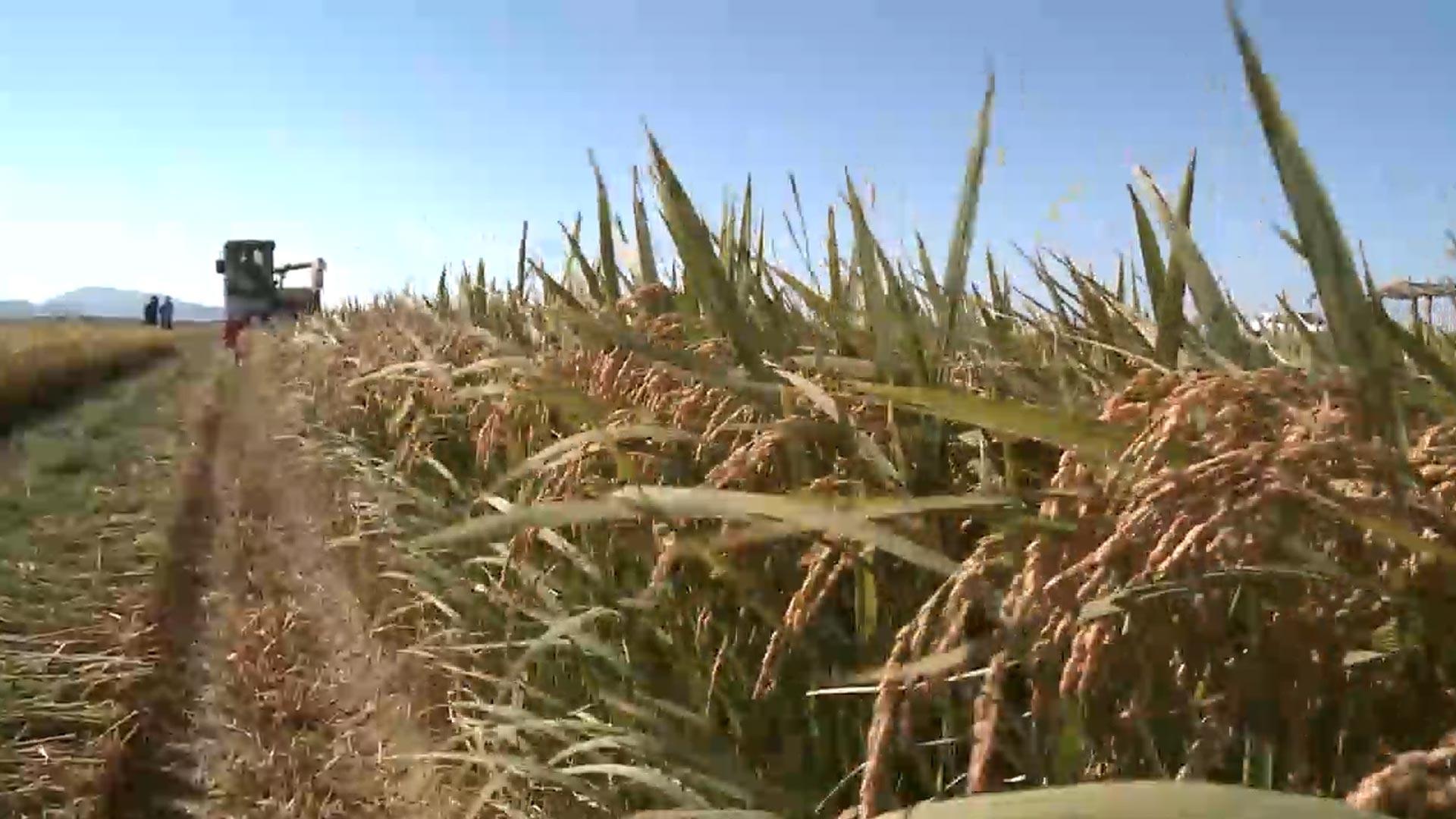 쌀 소비량 감소…가공식품으로 국내외 활로 모색