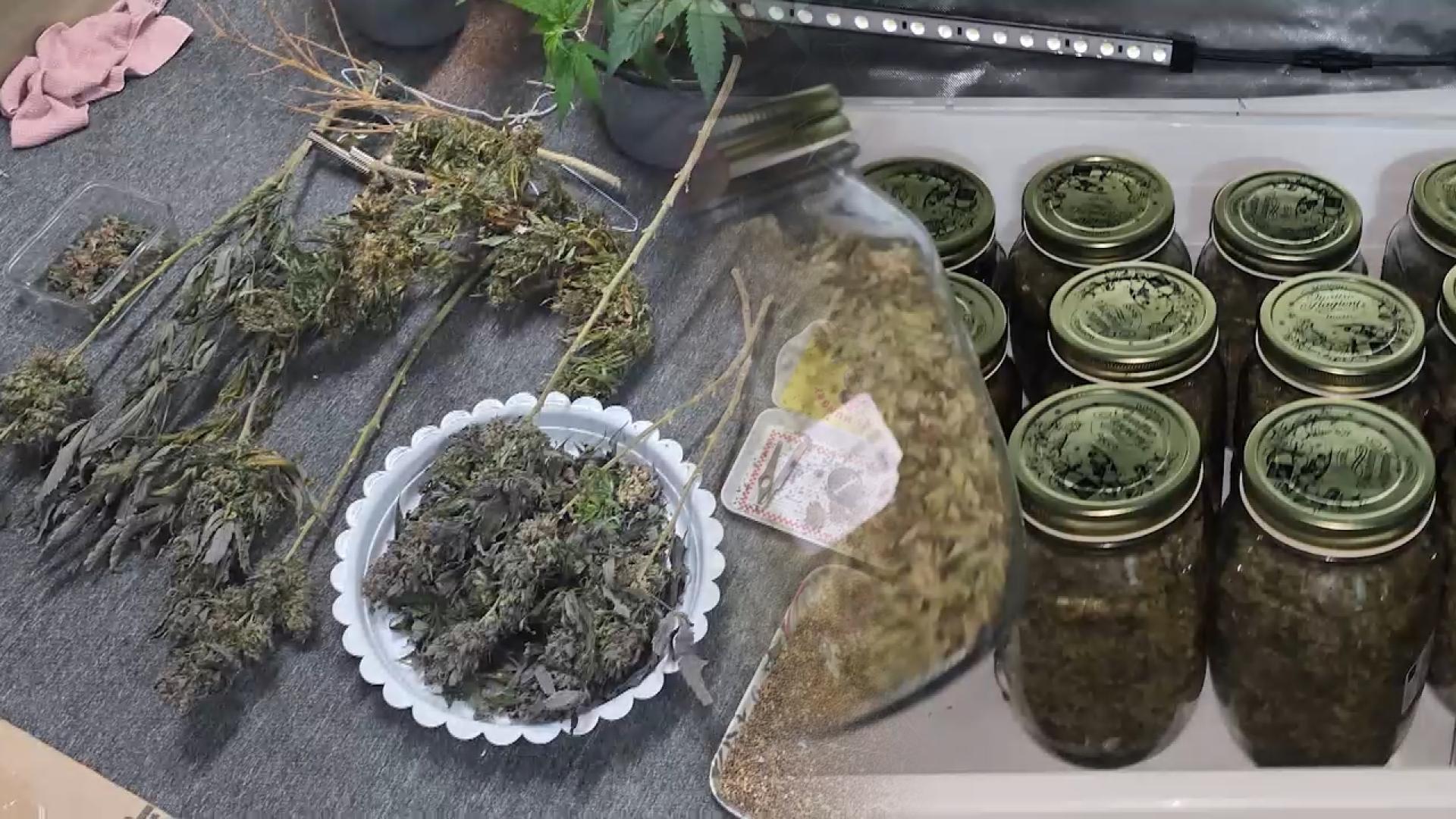 집에서 대마 키우고 판매까지…<em class='find'온라인카지노 합법 유니88벳사범</em 21명 검거