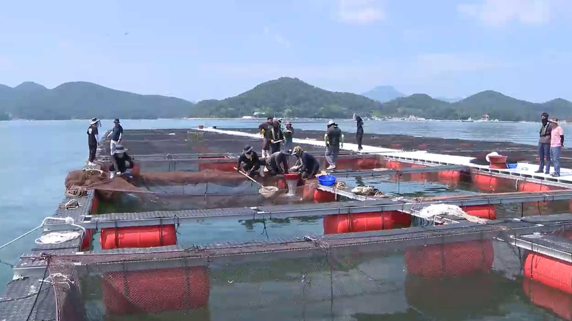 "폐사할라" 양식어 방류 어민들…고온·적조 '이중고'