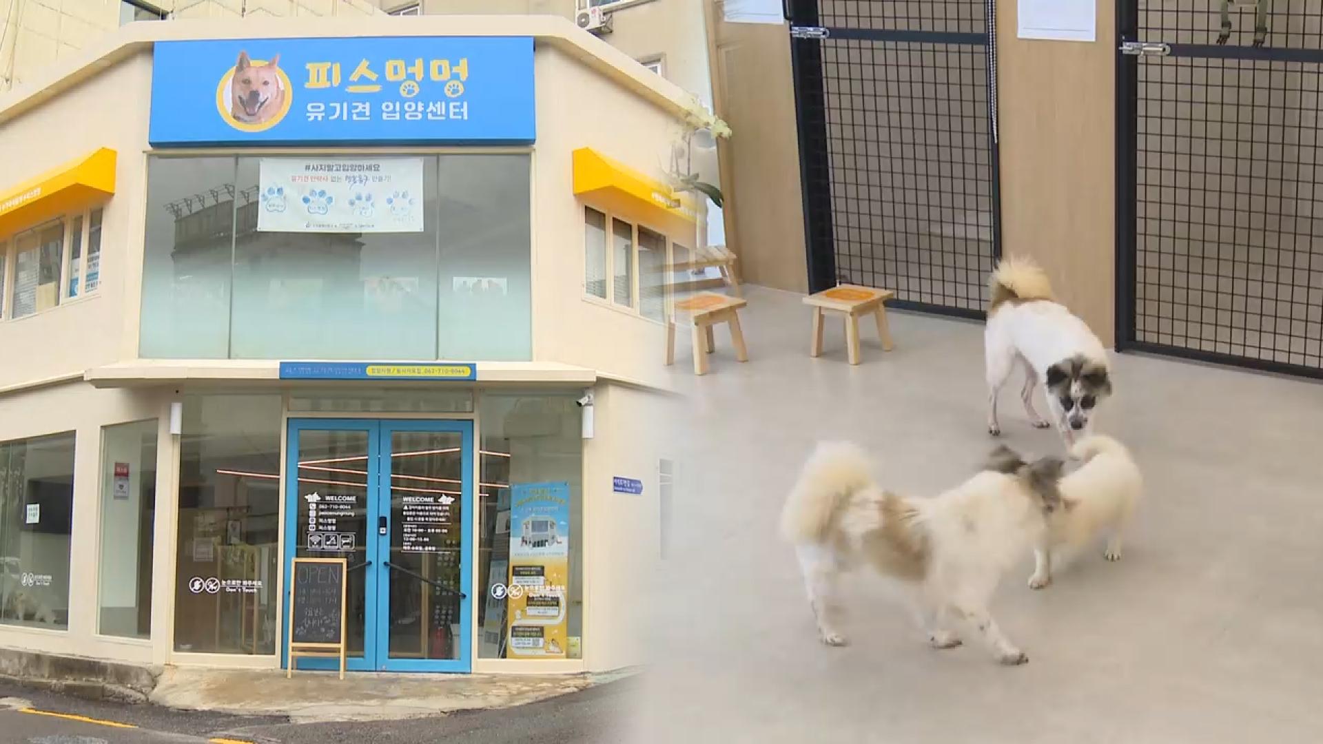 온라인 카지노 사이트로 유기견에 새 생명…광주 입양센터 개소