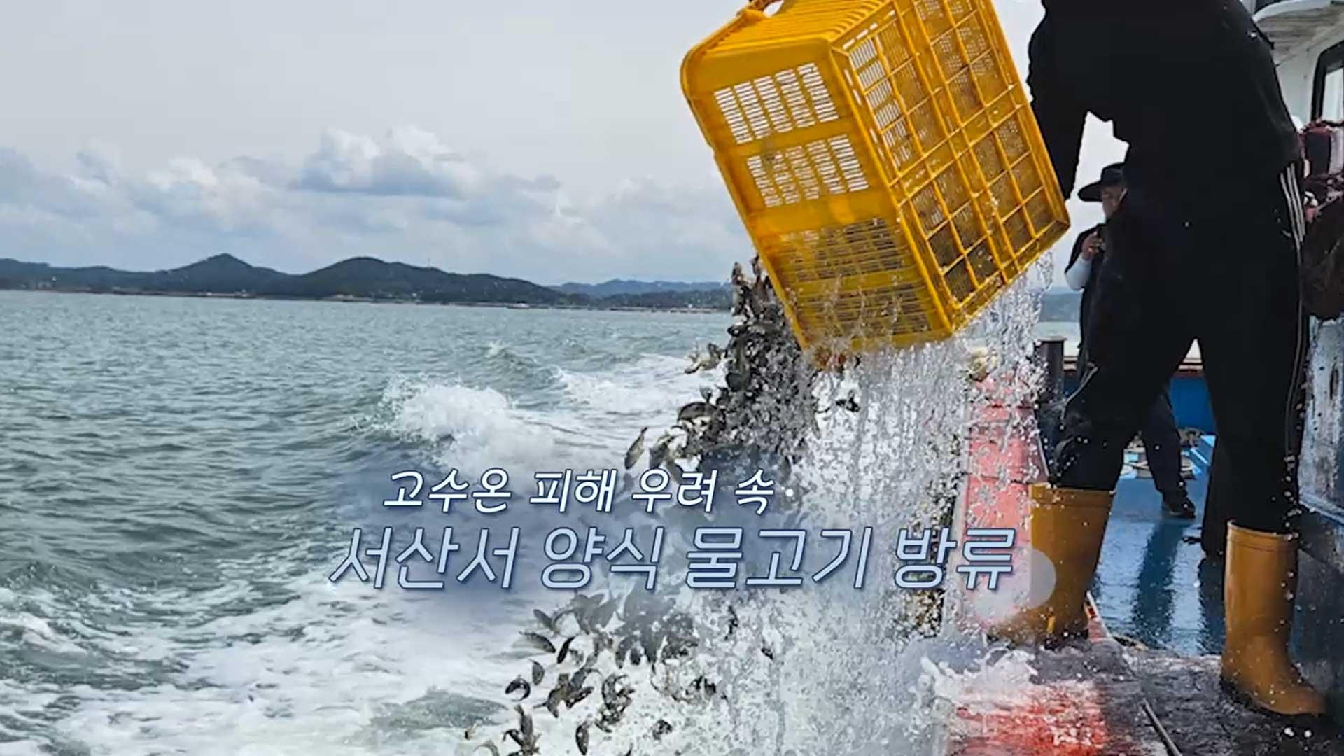 [생생갤러리] 고수온 피해 우려 속 서산서 양식 물고기 방류