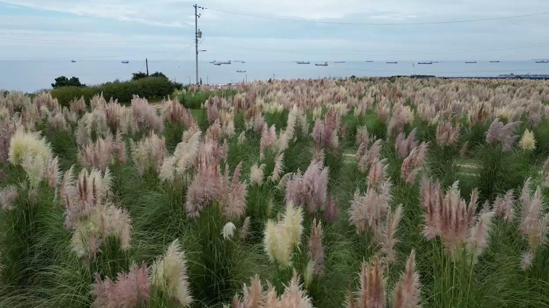 온라인 카지노 불법 정취 물씬…울산 대왕암공원 온라인 카지노 불법꽃 '활짝'