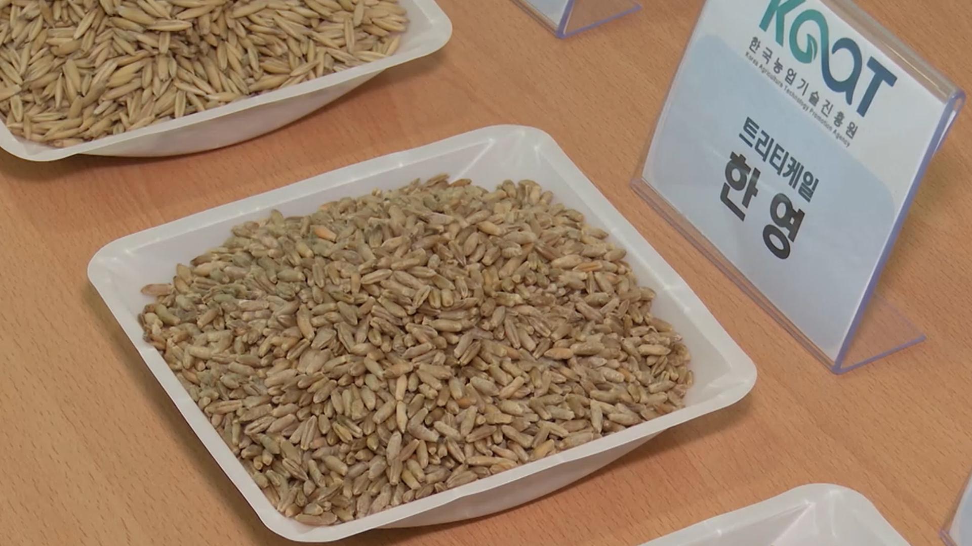 사료용 맥류 보급종 우량종자 보급…15온라인카지노 조작터 선착순 신청