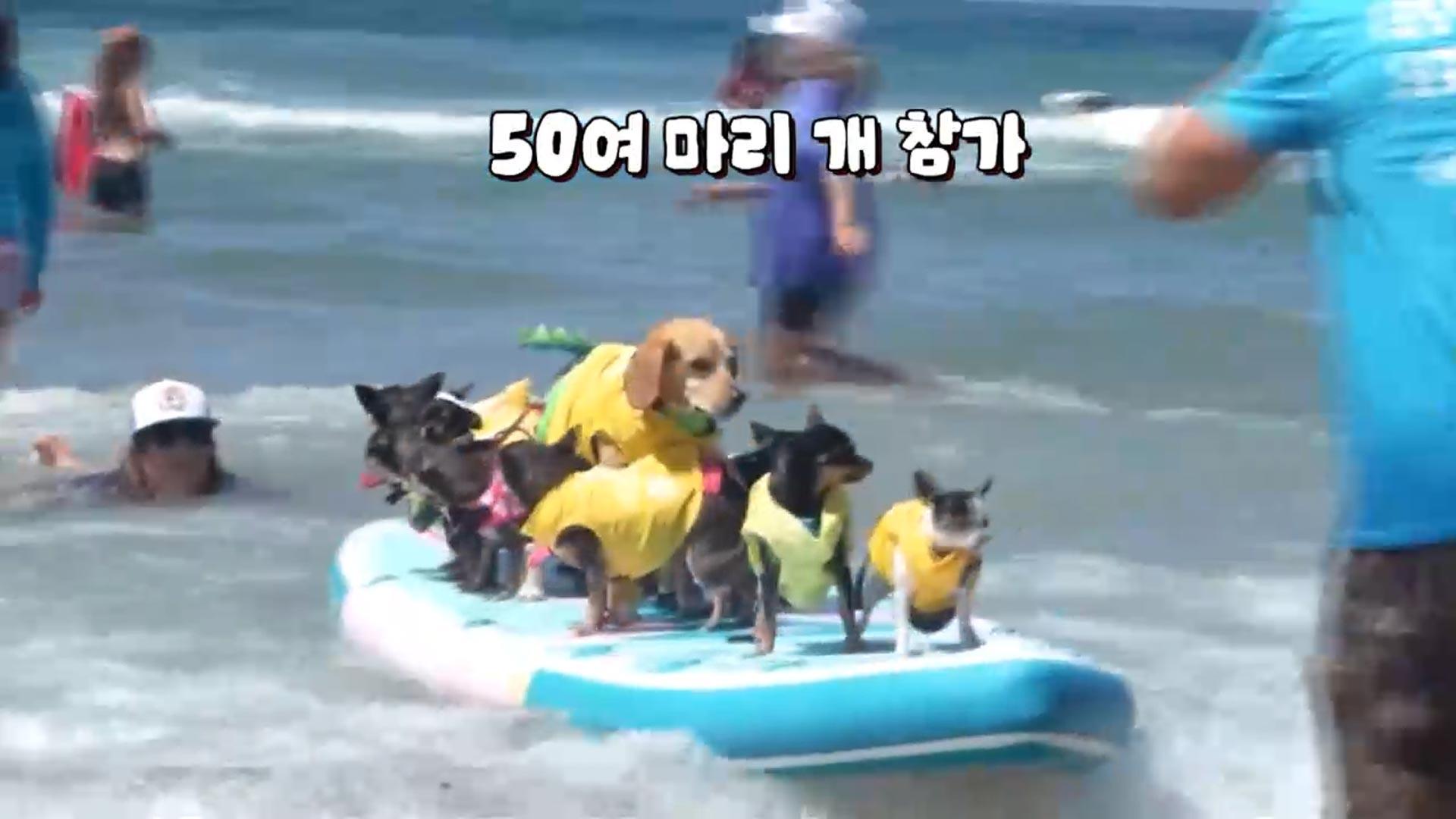 [영상구성] '개판이 따로 없네' 견공 서핑대회
