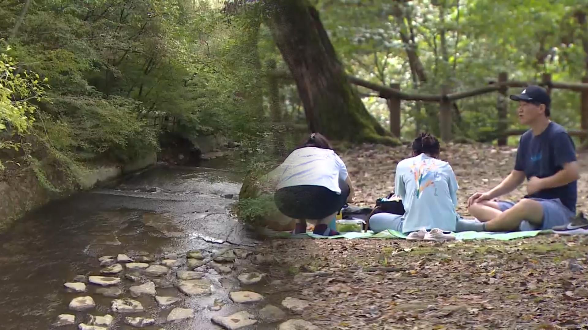 나들이하기 좋은 날씨… 자연 명소 국립수목원 북적