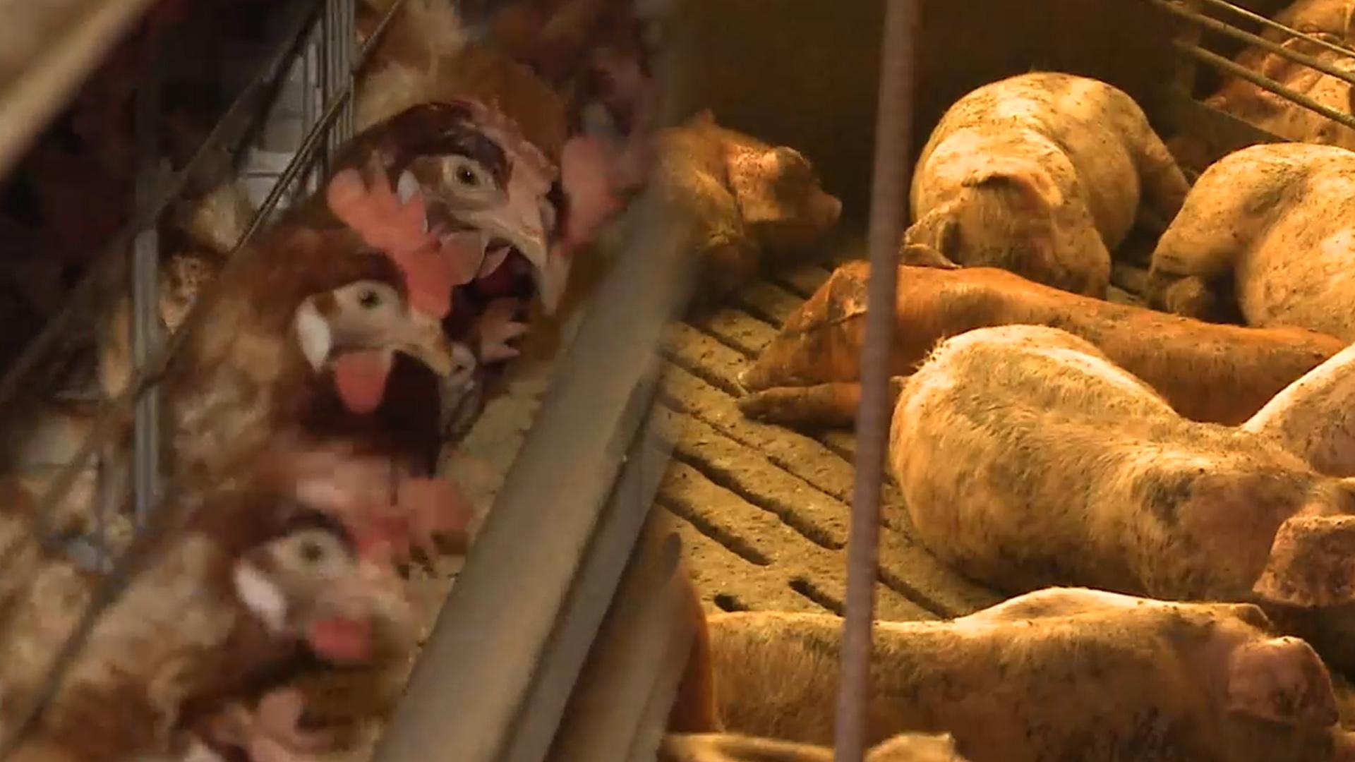 닭·돼지 전염병 비상…추석 앞두고 물가 불안