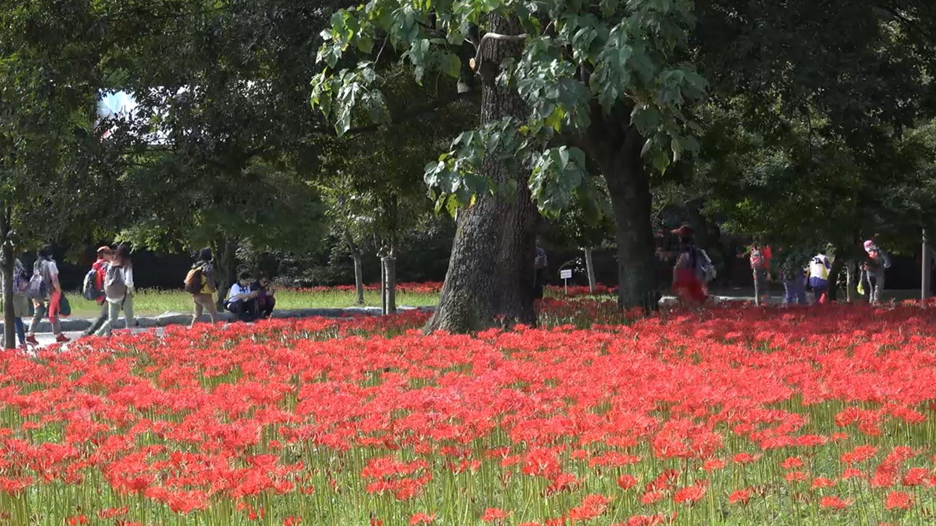 전북 고창 <em class='find'카지노배팅법</em 꽃무릇…주말부터 28일까지 절정