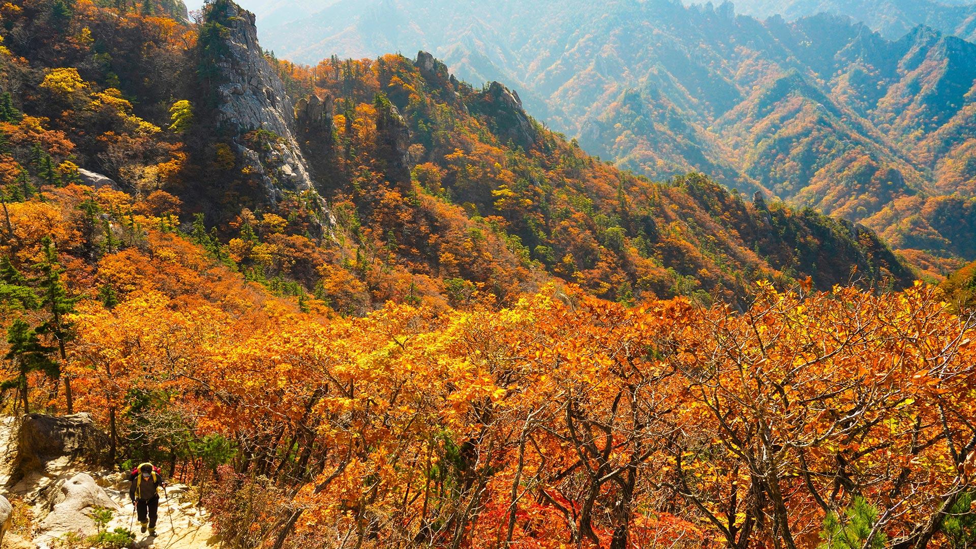 가을빛 물드는 온라인카지노 경찰 벳무브…올해 온라인카지노 경찰 벳무브 절정은 언제?