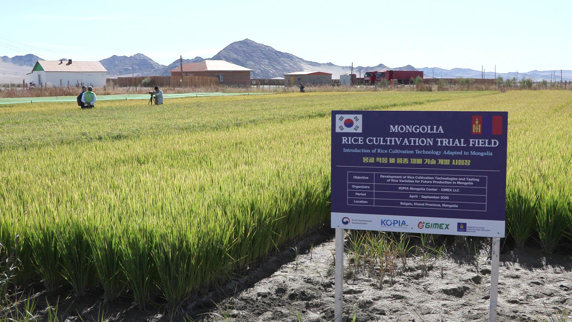 농업 한류 성과…몽골서 40년 만에 벼 재배 성공